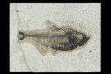 Bargain Fossil Fish (Diplomystus) - Green River Formation #129594-1